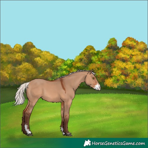 Horse Color:Silver Bay Dun Sabino Rabicano 