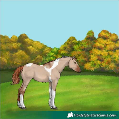 Horse Color:Red Dun Tobiano Rabicano