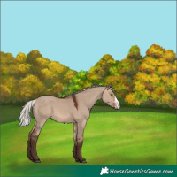 Horse Color:Silver Brown Dun Sabino Rabicano