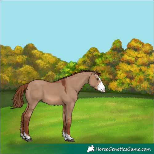 Horse Color:Red Dun Sabino