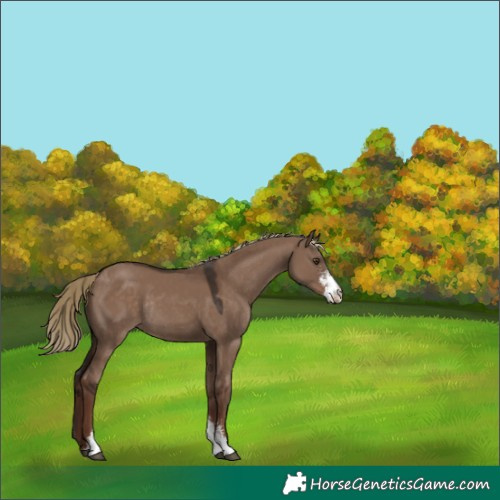 Horse Color:Liver Red Dun Sabino Rabicano 