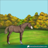 Horse Color:Liver Red Dun Sabino Rabicano