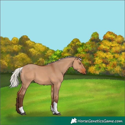 Horse Color:Silver Bay Dun Tobiano Rabicano