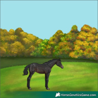 Horse Color:Brown 