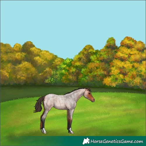 Horse Color:Bay Roan