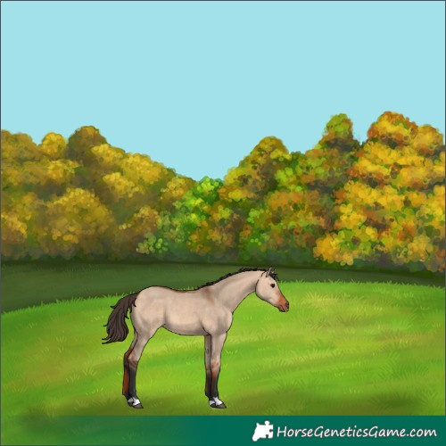 Horse Color:Bay Dun