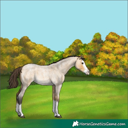 Horse Color:Buckskin Roan Dun Splash