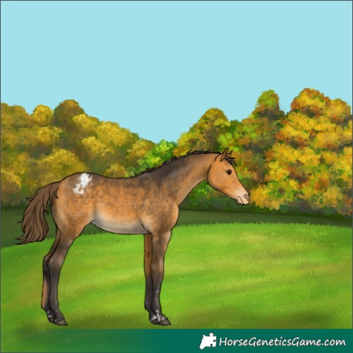 Horse Color:Buckskin Appaloosa