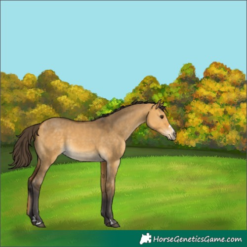 Horse Color:Buckskin Dun