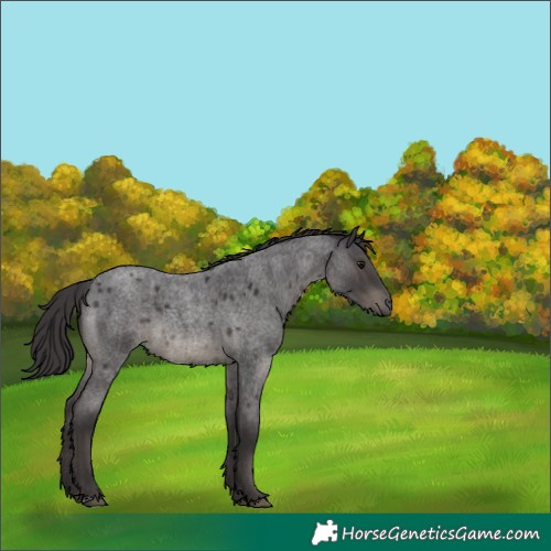 Horse Color:Smoky Blue Roan 
