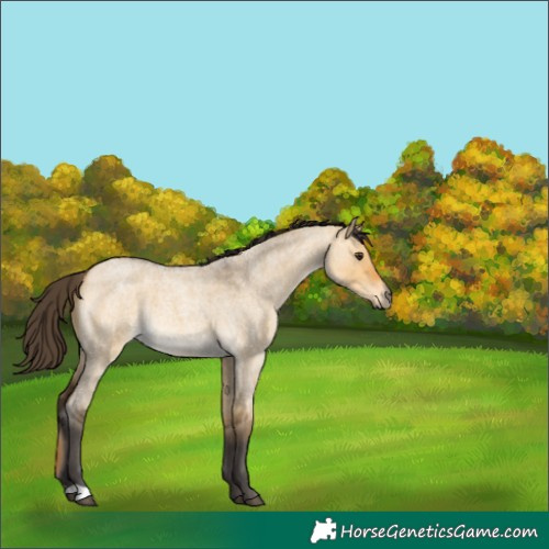 Horse Color:Buckskin Roan Dun