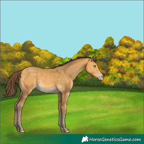 Horse Color:Amber Cream Champagne