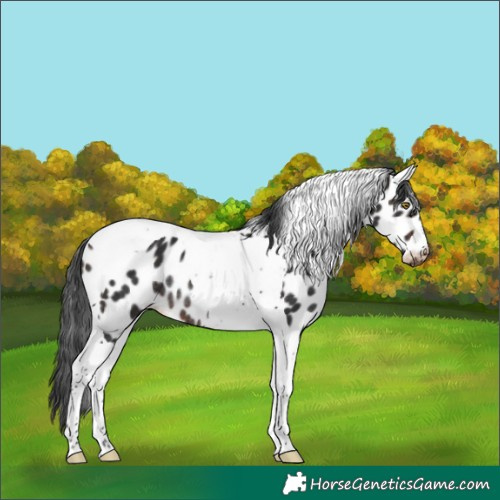 Horse Color:Bay Tobiano Appaloosa Rabicano 