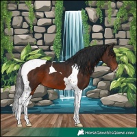 Horse Color:Brown Tobiano 