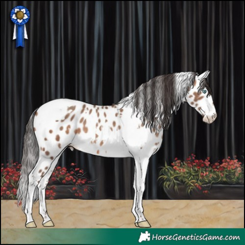 Horse Color:White Spotted Sable Champagne Tobiano Appaloosa 