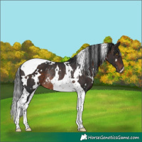 Horse Color:White Spotted Brown Tobiano Rabicano 