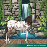 Horse Color:Sable Champagne Tobiano Appaloosa 