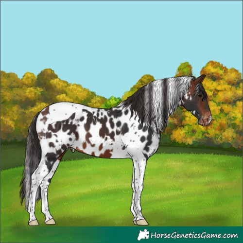 Horse Color:White Spotted Bay Tobiano Appaloosa 