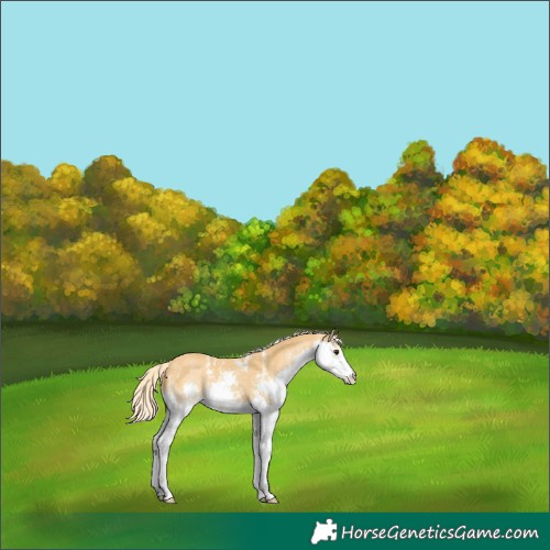 Horse Color:Palomino Sabino Splash 