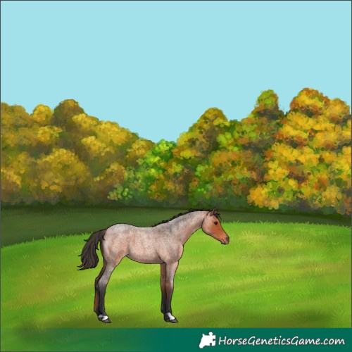 Horse Color:Bay Roan 