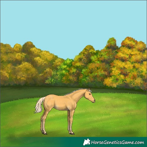 Horse Color:Palomino