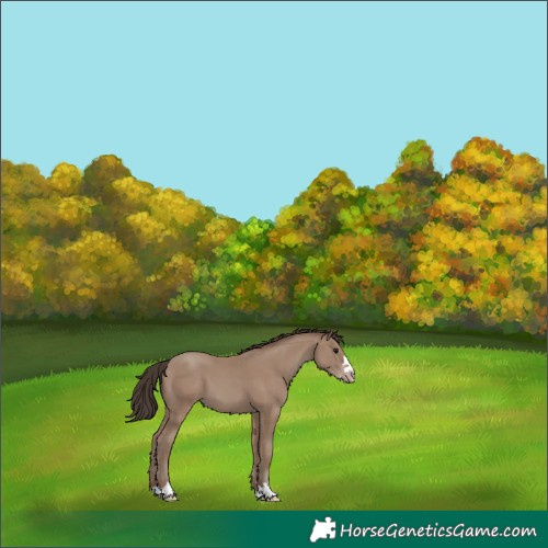 Horse Color:Classic Champagne 