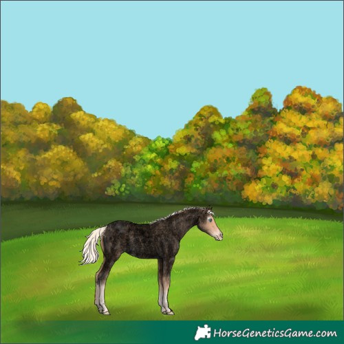 Horse Color:Gray Void Cremello Roan Rabicano