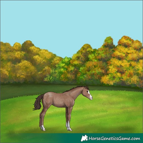Horse Color:Classic Champagne 