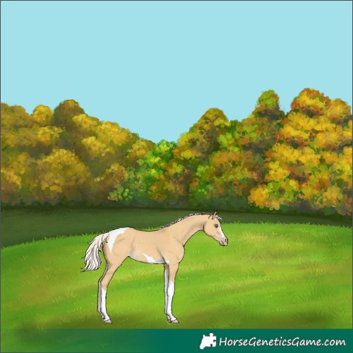 Horse Color:Silver Classic Cream Champagne Dun Tobiano 