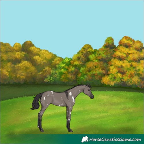 Horse Color:White Spotted Smoky Grullo