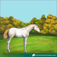 Horse Color:Buckskin Pearl Tobiano Frame