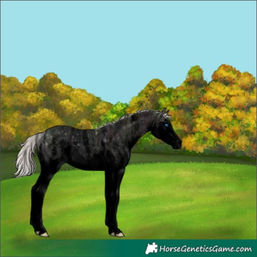 Horse Color:Void Silver Bay Ice Roan Sabino Splash