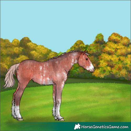 Horse Color:Silver Brown Dun Sabino Brindle 