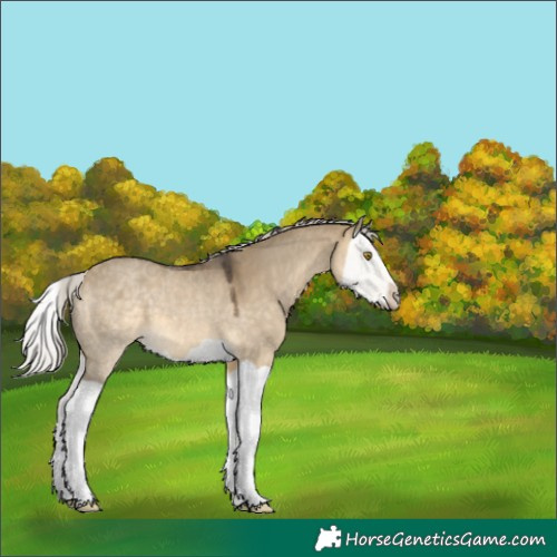 Horse Color:Silver Buckskin Dun Splash