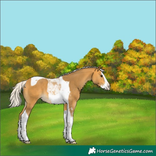 Horse Color:Silver Buckskin Splash Tobiano