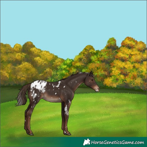 Horse Color:White Spotted Liver Chestnut Appaloosa 