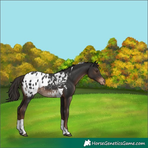 Horse Color:Liver Chestnut Tobiano Appaloosa 