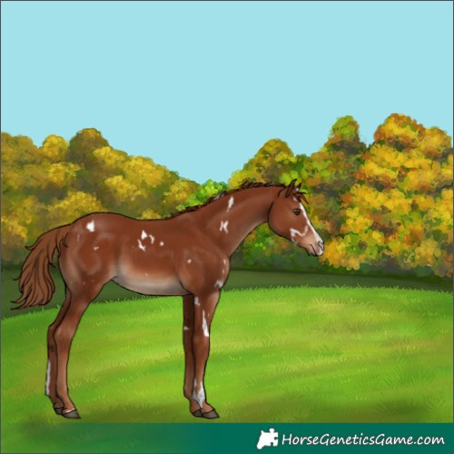 Horse Color:White Spotted Chestnut Splash