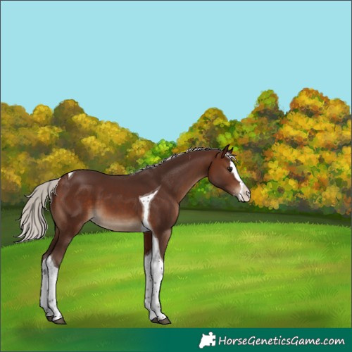 Horse Color:Silver Brown Splash Tobiano
