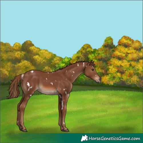 Horse Color:White Spotted Chestnut 