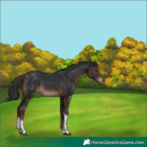 Horse Color:Liver Chestnut Tobiano 