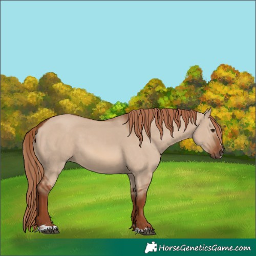 Horse Color:Red Dun 