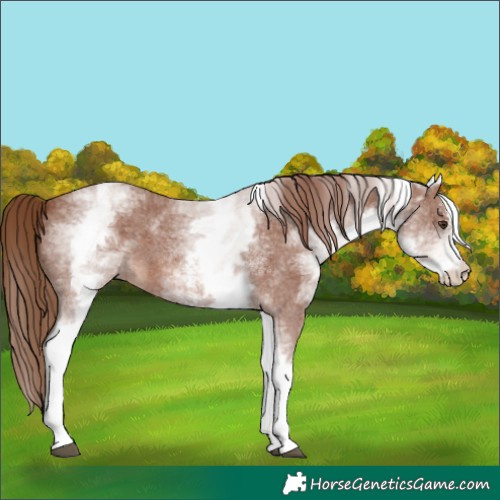Horse Color:White Spotted Chestnut Sabino 