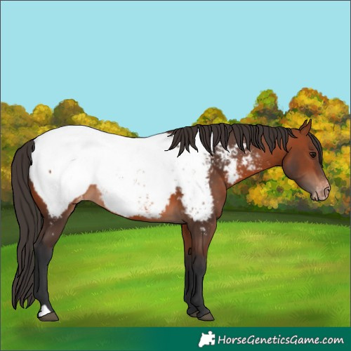 Horse Color:Bay Appaloosa 