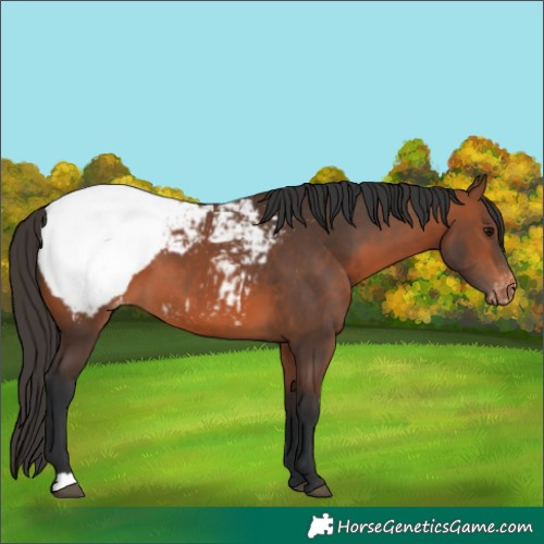 Horse Color:Bay Appaloosa