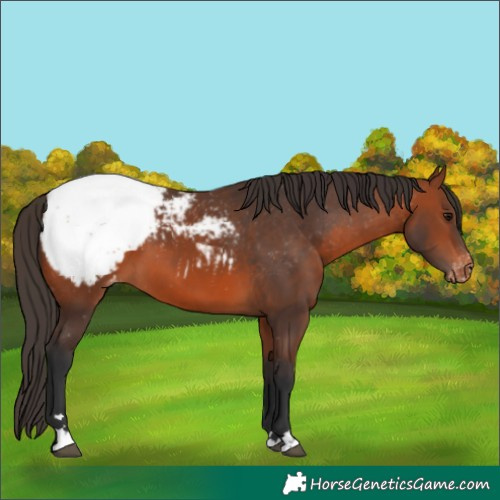 Horse Color:Bay Appaloosa 
