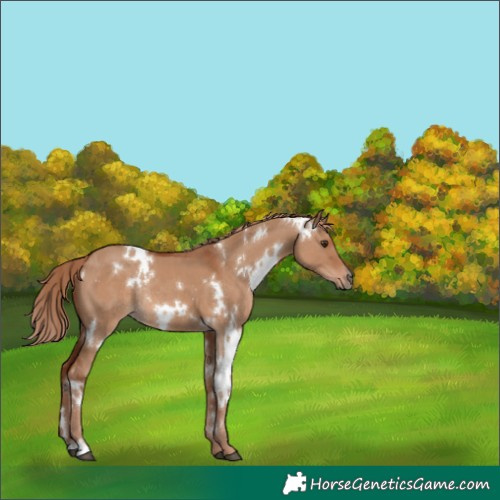 Horse Color:White Spotted Red Dun Rabicano 