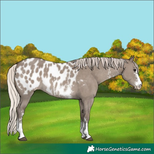 Horse Color:Silver Grullo Sabino Appaloosa 