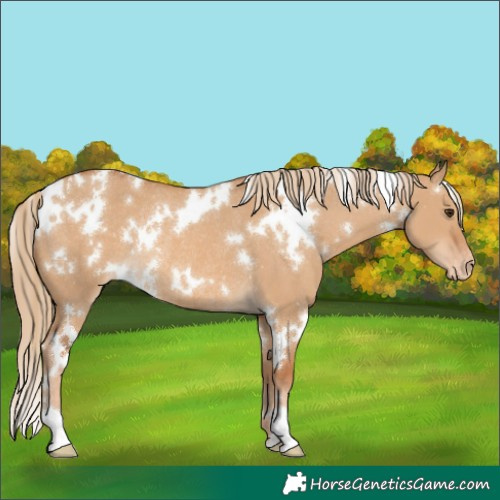 Horse Color:White Spotted Red Dun Appaloosa Rabicano