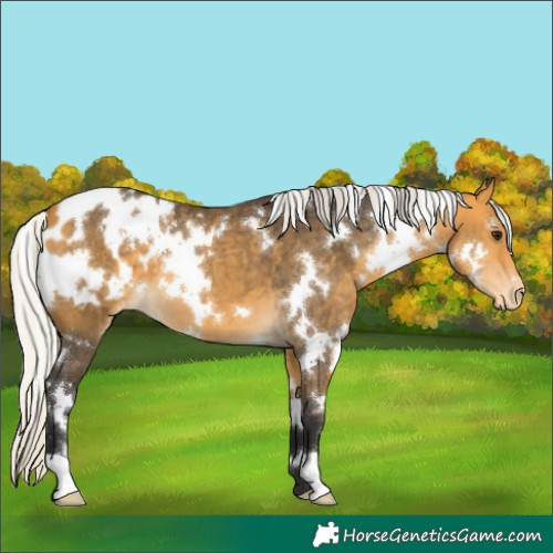 Horse Color:White Spotted Silver Buckskin Appaloosa